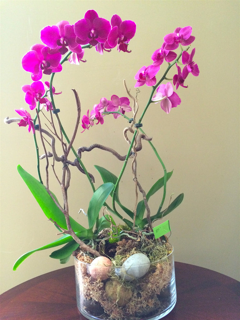 Superb Orchid